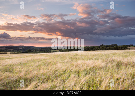Weiche rosa Sonnenuntergang über einem goldenen Gerstenfeld in Devon Uk Stockfoto