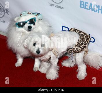 Fernseh-Persönlichkeit Aubrey O' Day mit ihrem Haustier Hunde Mary Ann und Ingwer kommen für "Rehab" sonntags um das Hard Rock Hotel & Casino Las Vegas, Nevada - 17.06.12 Stockfoto
