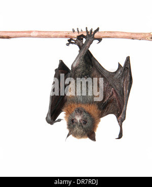 Grey-headed Flughund (Pteropus Poliocephalus) Stockfoto