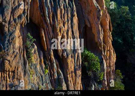 Bizarren Felsformationen Erosionen im Abendlicht, Calanche, Les Calanches de Piana, Corse-du-Sud, Korsika, Frankreich Stockfoto