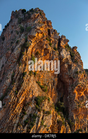 Bizarren Felsformationen Erosionen im Abendlicht, Calanche, Les Calanches de Piana, Corse-du-Sud, Korsika, Frankreich Stockfoto