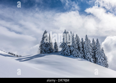 Gruppe der Nadelbäume mit Schnee und Raureif, Brixen Im Thale, Brixen Valley, Tirol, Österreich Stockfoto