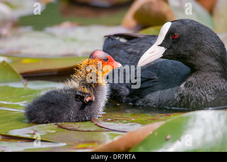 Gemeinsamen Blässhuhn (Fulica Atra) mit Küken, Nordhessen, Hessen, Deutschland Stockfoto