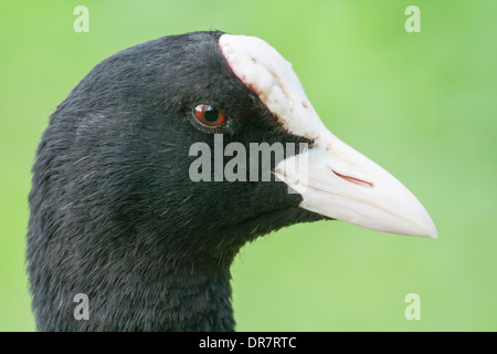 Gemeinsamen Blässhuhn (Fulica Atra), Porträt, Nordhessen, Hessen, Deutschland Stockfoto