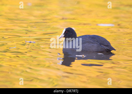 Gemeinsamen Blässhuhn (Fulica Atra) auf Wasser, Nordhessen, Hessen, Deutschland Stockfoto