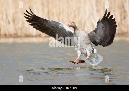 Graugans (Anser Anser) kurz vor der Landung auf Wasser, Nordhessen, Hessen, Deutschland Stockfoto