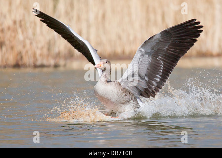 Graugans (Anser Anser) Landung auf Wasser, Nordhessen, Hessen, Deutschland Stockfoto