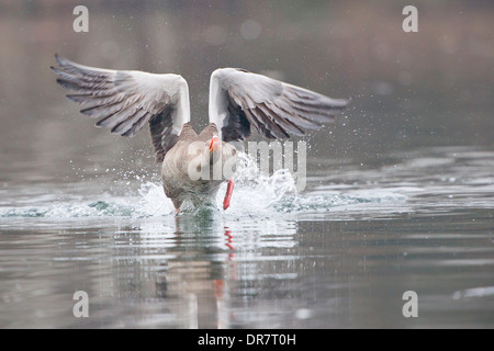 Graugans (Anser Anser) ausziehen aus Wasser, Nordhessen, Hessen, Deutschland Stockfoto