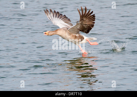 Graugans (Anser Anser) ausziehen aus Wasser, Nordhessen, Hessen, Deutschland Stockfoto