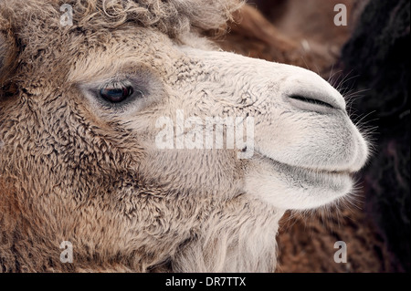 Baktrischen Kamel oder wilde baktrischen Kamel (Camelus Ferus Bactrianus, Camelus Bactrianus Bactrianus), Porträt, ursprünglich aus Asien Stockfoto