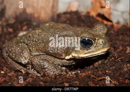 Cane Toad (Bufo Marinus, Schädlingsbekämpfer Marina), ursprünglich aus Südamerika, gefangen Stockfoto