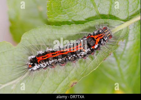 Caterpillar, gelb-Tail oder Swan Moth (Euproctis Similis), North Rhine-Westphalia, Germany Stockfoto