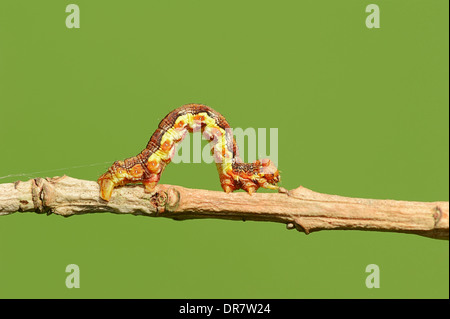 Caterpillar, große Winter Moth (Erannis Defoliaria), North Rhine-Westphalia, Deutschland Stockfoto