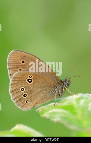 Ringel (Aphantopus Hyperantus), North Rhine-Westphalia, Deutschland Stockfoto