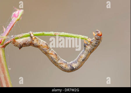 Caterpillar, gefiederte Thorn Moth (Colotois Pennaria), Gelderland, Niederlande Stockfoto