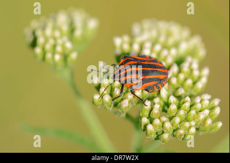 Gestreiften Schild Bug (Graphosoma Lineatum), North Rhine-Westphalia, Deutschland Stockfoto