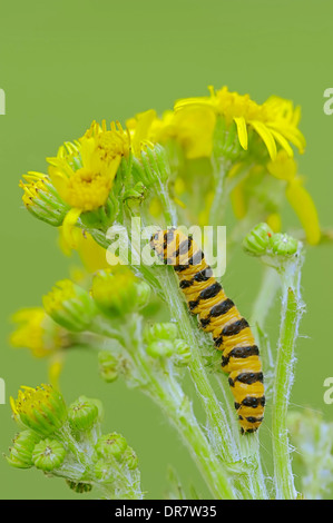 Caterpillar, Cinnebar Moth (Tyria Jacobaeae), auf gemeinsame Kreuzkraut (Senecio Jacobaea, Jacobaea Vulgaris), North Rhine-Westphalia Stockfoto