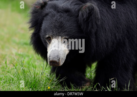 Faultiere oder Stickney Bär (Melursus Ursinus, Ursus Ursinus), ursprünglich aus Südasien, in Gefangenschaft, Deutschland Stockfoto