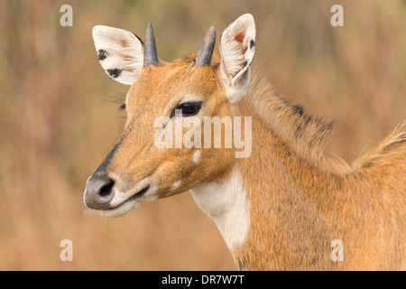 Jackale (Boselaphus Tragocamelus), Porträt, Keoladeo National Park, Bharatpur, Rajasthan, Indien Stockfoto