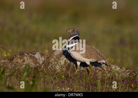 Zwergtrappe (Tetrax Tetrax), männliche anzeigen, Extremadura, Spanien Stockfoto