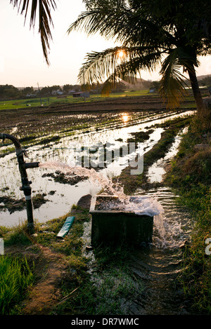 Überschwemmungen Reisfelder mit Wasser von einer Pumpe bei Sonnenuntergang. Andhra Pradesh, Indien Stockfoto