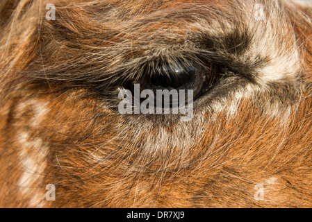 Auge von einem Lama (Lama Glama), Vorderstoder, Oberösterreich, Österreich Stockfoto