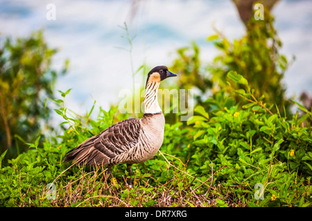 Hawaiianische Gans oder Nēnē (Branta Sandvicensis), Hanalei Valley, Kauai, Hawaii, USA Stockfoto