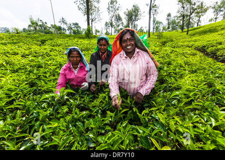 Teepflückerinnen, Teeplantage, Tee-wachsenden Bereich, Udapalatha, Central Province, Sri Lanka Stockfoto