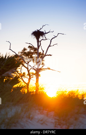 USA Mississippi MS Horn Island - Gulf Islands National Seashore - Barrier-Insel im Golf von Mexiko in der Nähe von Biloxi - Fischadlernest Stockfoto