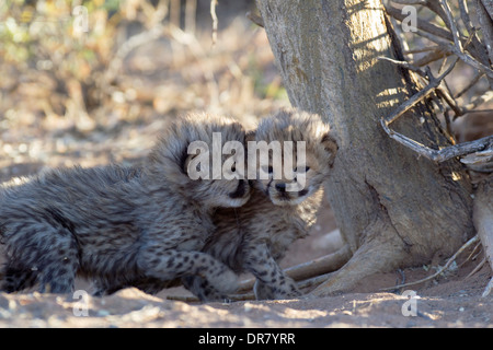 Geparden (Acinonyx Jubatus), spielerische männlichen jungen, 19 Tage, Gefangenschaft, Namibia Stockfoto