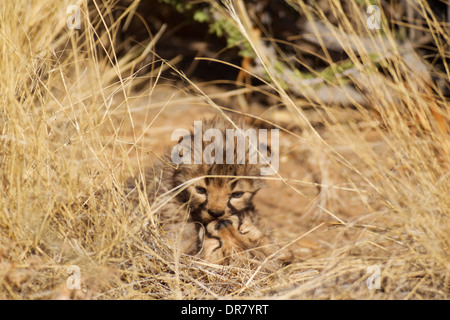 Geparden (Acinonyx Jubatus), spielerische männlichen jungen, 19 Tage, Gefangenschaft, Namibia Stockfoto