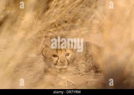 Gepard (Acinonyx Jubatus), männliche Jungtier, 19 Tage, Gefangenschaft, Namibia Stockfoto