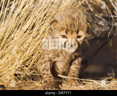 Gepard (Acinonyx Jubatus), männliche Jungtier, 19 Tage, Gefangenschaft, Namibia Stockfoto