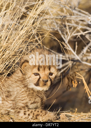 Gepard (Acinonyx Jubatus), männliche Jungtier, 19 Tage, Gefangenschaft, Namibia Stockfoto