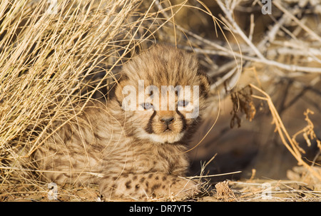 Gepard (Acinonyx Jubatus), männliche Jungtier, 19 Tage, Gefangenschaft, Namibia Stockfoto
