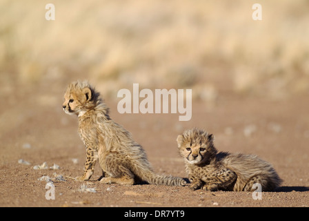 Geparden (Acinonyx Jubatus), zwei männliche Jungtiere, 39 Tage, Gefangenschaft, Namibia Stockfoto