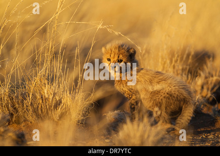 Gepard (Acinonyx Jubatus), männliche Jungtier, 39 Tage, am Abend Licht, in Gefangenschaft, Namibia Stockfoto