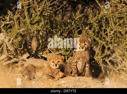 Geparden (Acinonyx Jubatus), zwei männliche Jungtiere, 40 Tage, Gefangenschaft, Namibia Stockfoto
