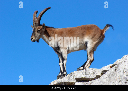 Steinbock (Capra Pyrenaica Hispanica) ist eine wilde Säugetier, das lebt in die Klippen im Süden von Spanien Stockfoto