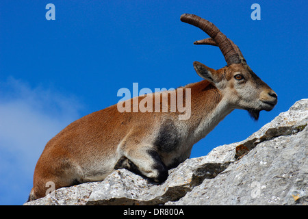 Steinbock (Capra Pyrenaica Hispanica) ist eine wilde Säugetier, das lebt in die Klippen im Süden von Spanien Stockfoto