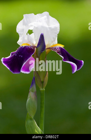 Weiß-lila-Iris (Iris SP.), Süddeutschland, Deutschland Stockfoto