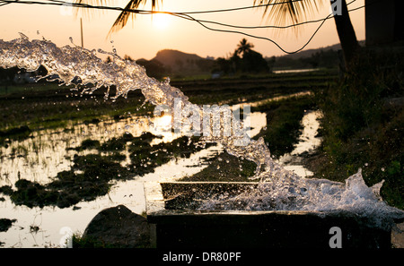 Überschwemmungen Reisfelder mit Wasser von einer Pumpe bei Sonnenuntergang. Andhra Pradesh, Indien Stockfoto