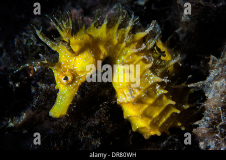 Gelbe Seepferdchen (Hippocampus Ramulosus) ein seltener Fisch sehr beliebt in allen Meeren und Ozeanen der Welt Stockfoto