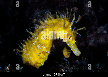 Gelbe Seepferdchen (Hippocampus Ramulosus) ein seltener Fisch sehr beliebt in allen Meeren und Ozeanen der Welt Stockfoto