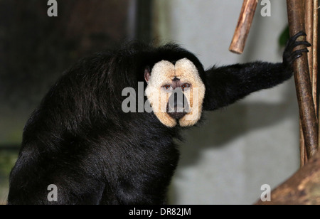 Männliche White-faced Saki (Pithecia Pithecia, aka Golden-faced Saki oder guyanischen Saki) Nahaufnahme Stockfoto