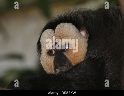 Männliche White-faced Saki (Pithecia Pithecia, aka Golden-faced Saki oder guyanischen Saki) Nahaufnahme Stockfoto