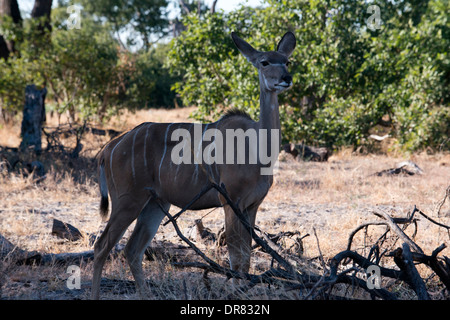 Eine Gazelle springen unter dem wachsamen Auge von mehreren Gnus in der Nähe von camp Savute Elephant Camp von Orient-Express in Botswna Stockfoto