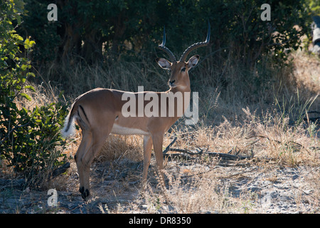 Eine Gazelle springen unter dem wachsamen Auge von mehreren Gnus in der Nähe von camp Savute Elephant Camp von Orient-Express in Botswna Stockfoto