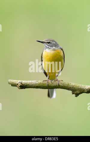 Maennliche Gebirgsstelze, Motacilla Cinerea, graue Bachstelze Stockfoto