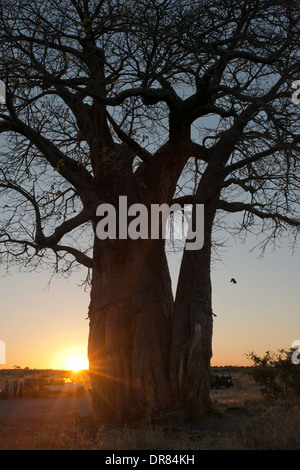 Einige Affenbrotbäume auf dem nahe gelegenen Camp Savute Elephant Camp von Orient-Express in Botswna im Chobe National Park-Straße stationiert. Stockfoto